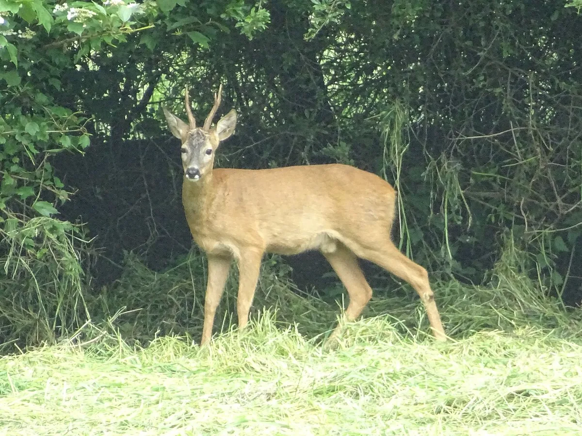 Veduta di Capriolo.
